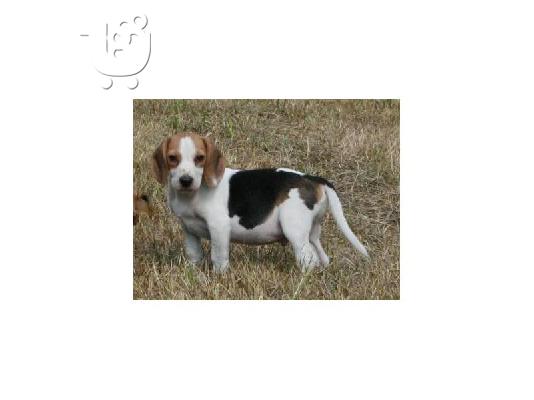 PoulaTo: Χαριτωμένο κουτάβι Beagle για υιοθεσία